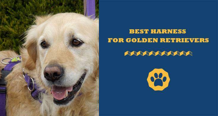 best harness for golden retriever