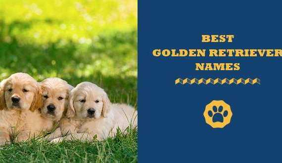 golden retriever names