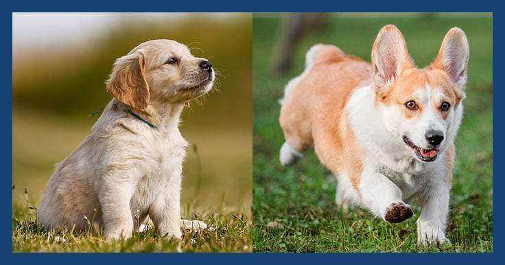 golden retriever mixed with corgi