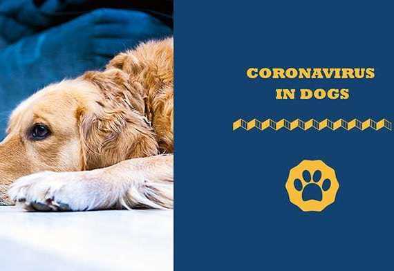 coronavirus in dogs