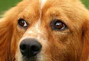 labrador and golden retriever mix