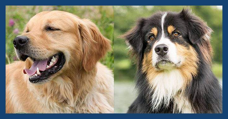 golden retriever australian shepherd mix