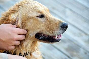 australian shepherd and golden retriever mix
