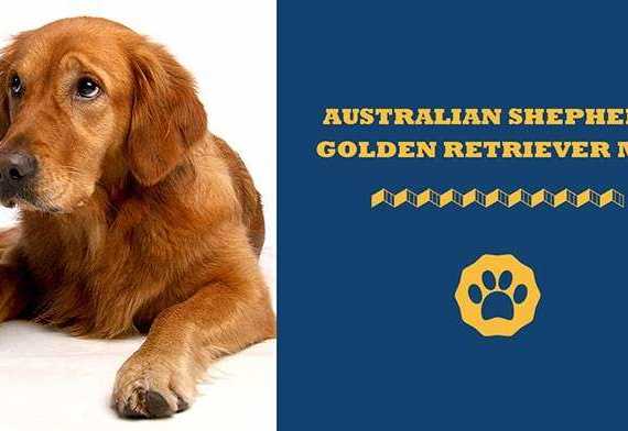 australian shepherd golden retriever mix
