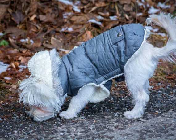 Best Dog Raincoat