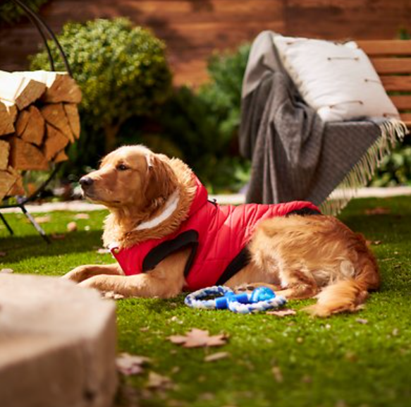 winter coat golden retriever