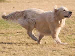 How Fast Can A Golden Retriever Run?