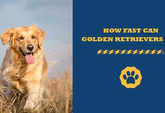 how fast can golden retrievers run
