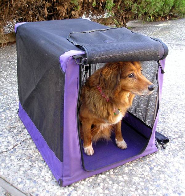 Making The Crate Comfortable And Safe