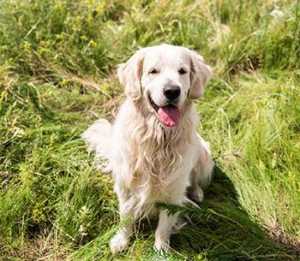 Golden Retriever Rescue Operated With Love Statewide