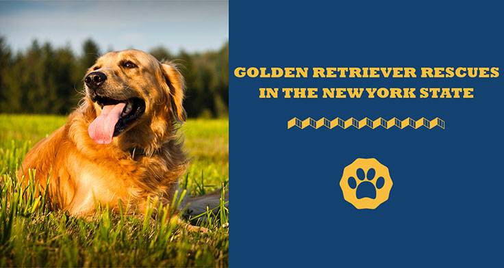 golden retriever rescues in states/New York