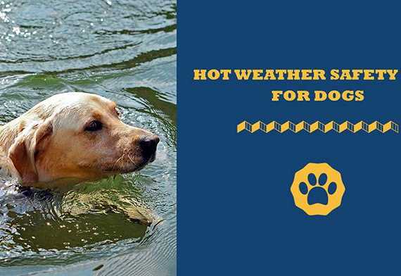 hot weather safety tips for dogs