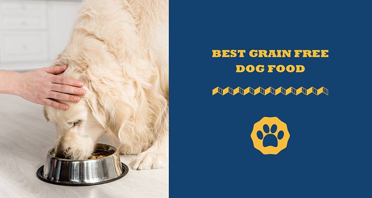 Best Grain Free Dog Food