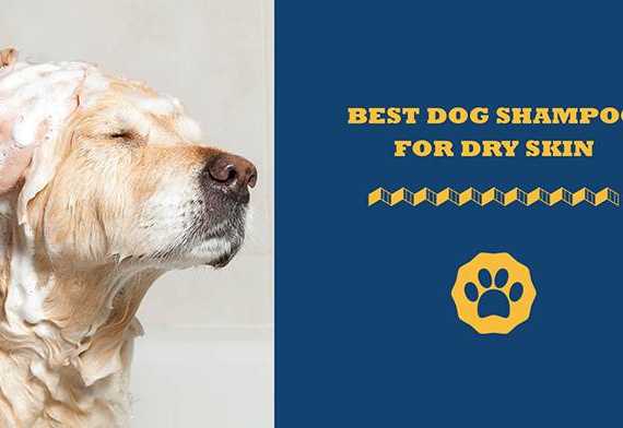 best dog shampoo for dry skin