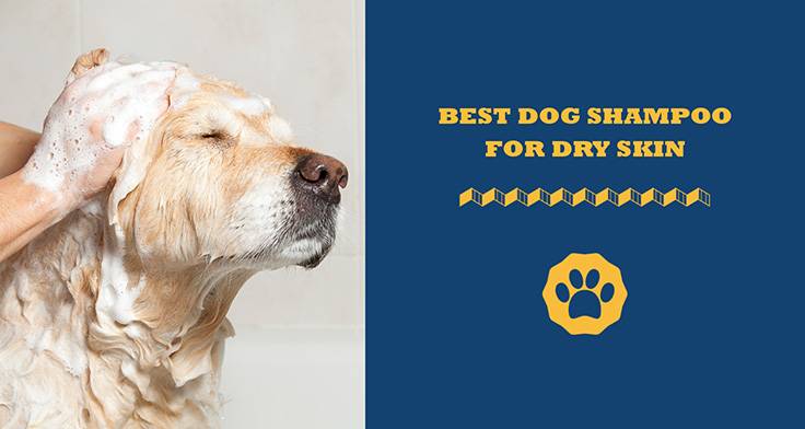 best dog shampoo for dry skin