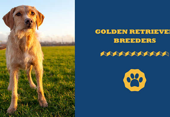 Golden Retriever Breeders