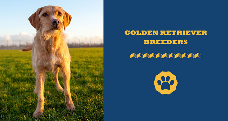 Golden Retriever Breeders