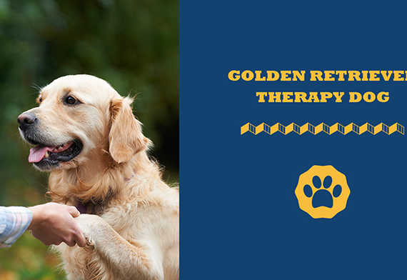 Golden retriever therapy dog