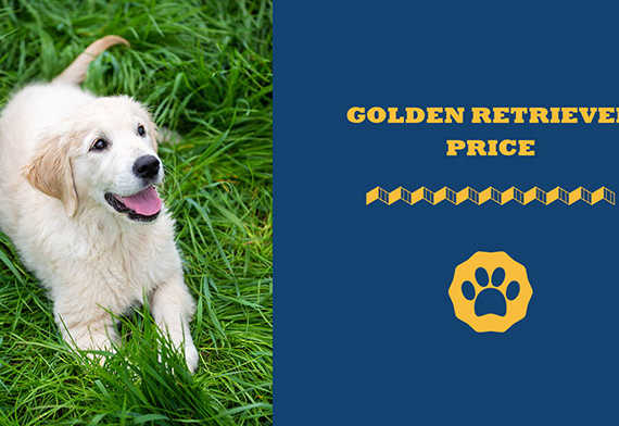 golden retriever price