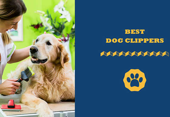 best dog clippers