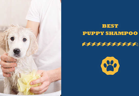 best puppy shampoo