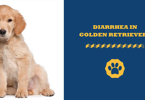 Diarrhea In Golden Retrievers