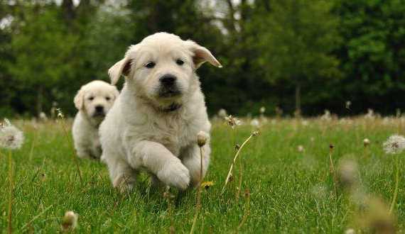 Best age to get a golden retriever puppy - 2 puppies running toward a camera on grass