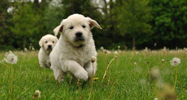 Best age to get a golden retriever puppy - 2 puppies running toward a camera on grass