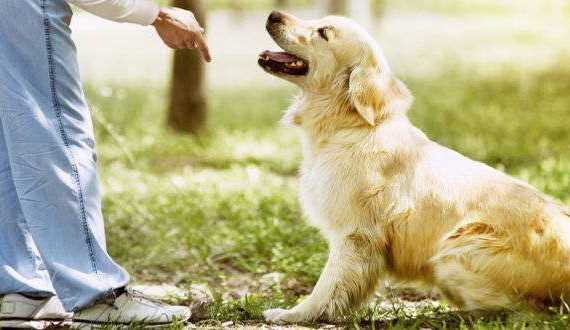 what is the right age to start training a golden retriever - a GR being trained to sit