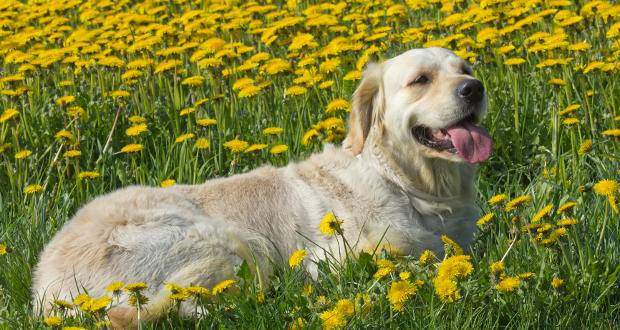Dog Drives - a golden retriever laying in a field of flowers
