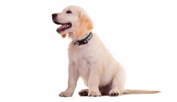 A golden retriever puppy sitting, looking away to the left, on white background