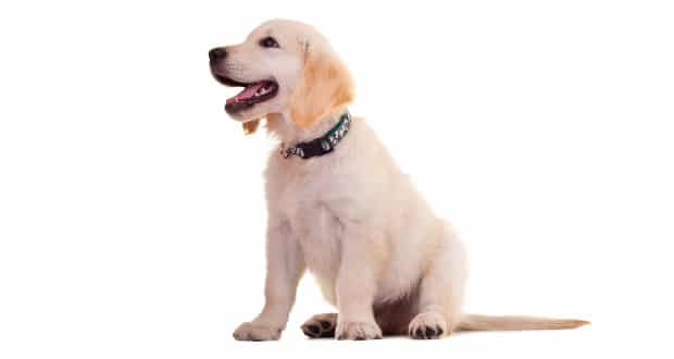 A golden retriever puppy sitting, looking away to the left, on white background