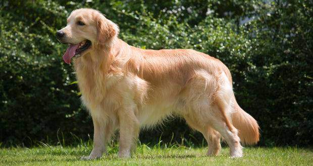 Golden Retriever Breed Standard - Side View of a Golden Retriever