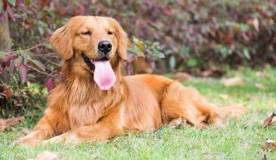 Golden Retriever History - A Golden laying in the grass