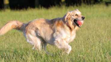 how much exercise does a golden retriever need - a GR running with a ball in its mouth