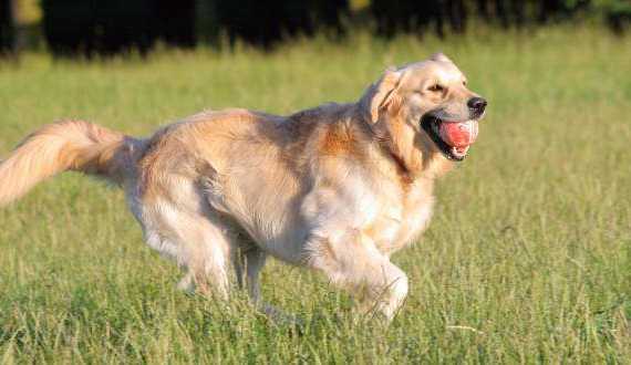 how much exercise does a golden retriever need - a GR running with a ball in its mouth