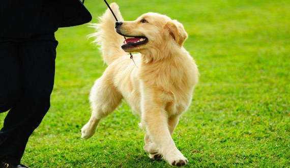 why training your golden retriever is so important - a GR being trained to walk on a leash