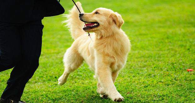 why training your golden retriever is so important - a GR being trained to walk on a leash