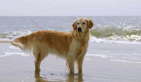 Caring for your golden retriever - a GR standing ankle deep in the ocean