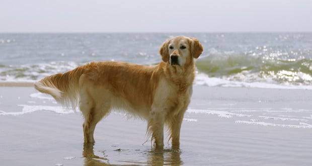 Caring for your golden retriever - a GR standing ankle deep in the ocean