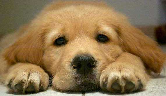 How to train a puppy their name - Close up of a cute golden puppys face
