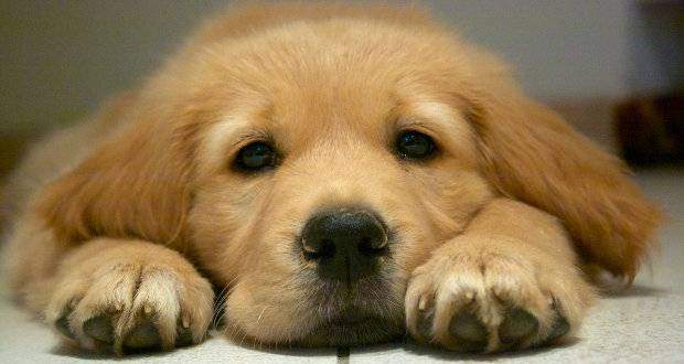 How to train a puppy their name - Close up of a cute golden puppys face