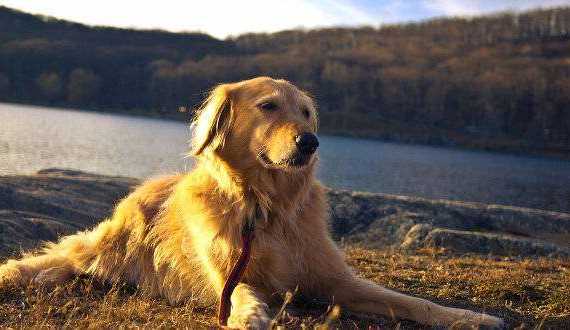 Dog training methods: A Golden retriever relaxing by a lake