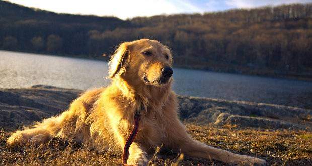 Dog training methods: A Golden retriever relaxing by a lake