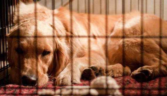 The Benefits of Crate Training A Dog Or Puppy - A GR sleeping in a crate