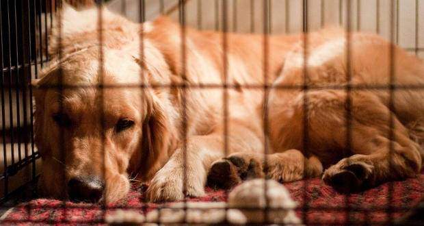 The Benefits of Crate Training A Dog Or Puppy - A GR sleeping in a crate