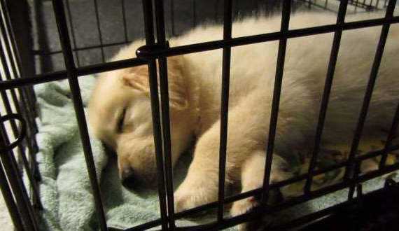 Is crate training cruel - a golden retriever puppy happily sleeping in a crate