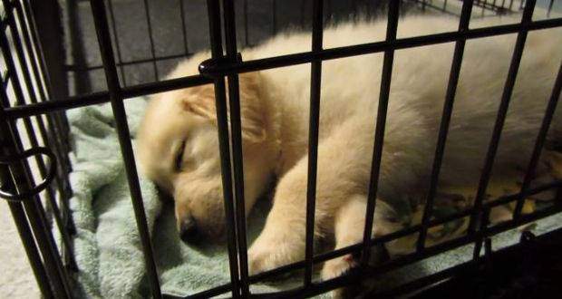 Is crate training cruel - a golden retriever puppy happily sleeping in a crate