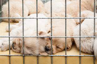 A litter of puppies in a cage on display