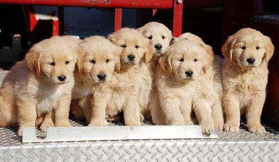 where is the best place to get a golden retriever? A pic of a litter of GR puppies